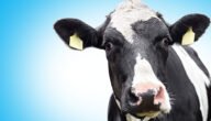 علاج توقف الكرش عند الأبقار