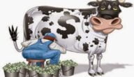 فوائد تربية الأبقار على الاقتصاد