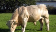 تصدير الأبقار في فرنسا