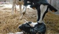 مراحل الحمل والولادة عند الأبقار