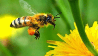 مرض تعفن حضنة النحل الطباشيري