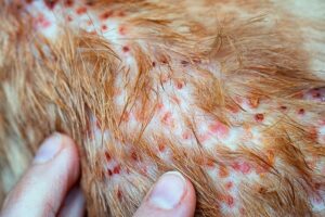 أمراض القطط الجلدية