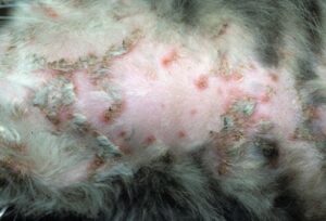 أمراض القطط الجلدية
