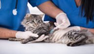 أنواع تطعيمات القطط الهامة
