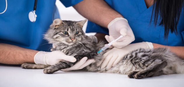 أنواع تطعيمات القطط الهامة