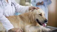 الأثار الجانبية للقاح الكلاب