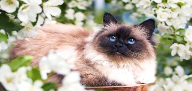 صفات قطط الهيمالايا