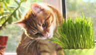 علاج أمراض القطط بالأعشاب