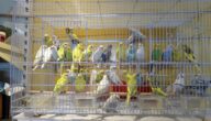 اجراءات الحصول على رخصة محل بيع طيور في مصر