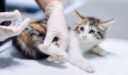 التأثيرات الجانبية للقاح القطط