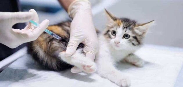 التأثيرات الجانبية للقاح القطط