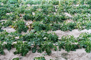 موعد زراعة البذور البندوره