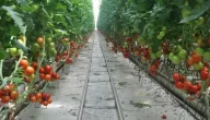 الطماطم أكثر الدول إنتاجًا للطماطم حول العالم قائمة الدول حسب إنتاج الطماطم