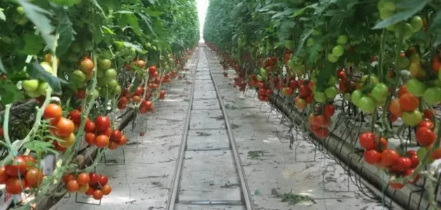 الطماطم أكثر الدول إنتاجًا للطماطم حول العالم قائمة الدول حسب إنتاج الطماطم