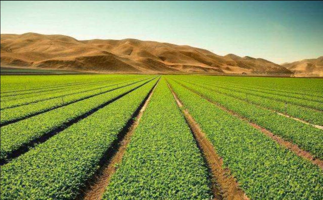 الجدول الزراعي لأهم المزروعات في ليبيا عام 2022 