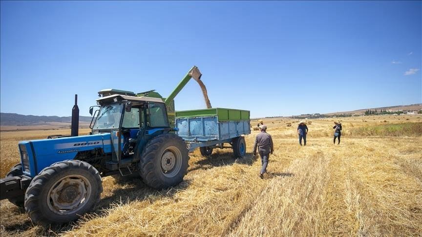 الحبوب أهم المزروعات في تونس