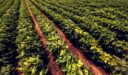 الجدول الزراعي لأهم المزروعات في الجزائر عام 2022