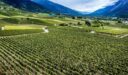 الجدول الزراعي لأهم المزروعات في سويسرا عام 2022