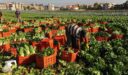 الجدول الزراعي لأهم المزروعات في مصر عام 2022