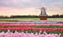 الجدول الزراعي لأهم المزروعات في هولندا عام 2022