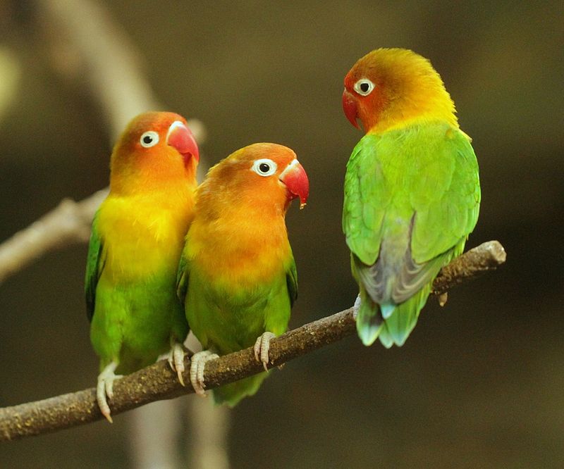 Types of love birds with pictures