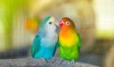 أنواع طيور الحب بالصور
