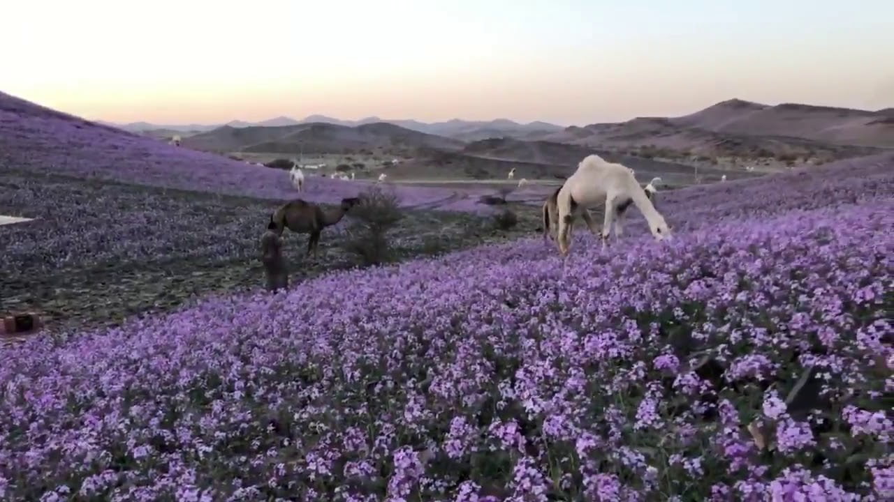الربيع في السعودية