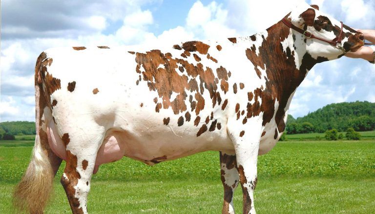 أهم سلالات الأبقار